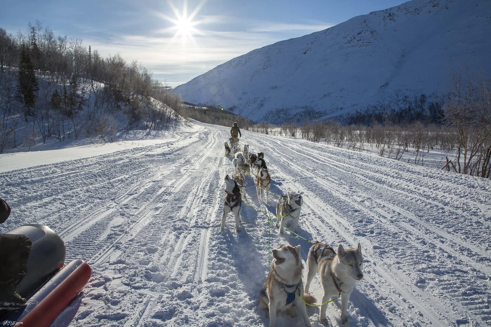 murmansk-upryazhka-haski.webp